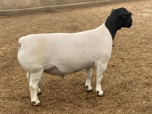 LOT 50 1X DORPER STUD RAM LEROY PHILLIPS