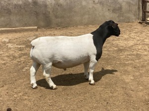 LOT 83 1X DORPER RAM FLOCK LEROY PHILLIPS