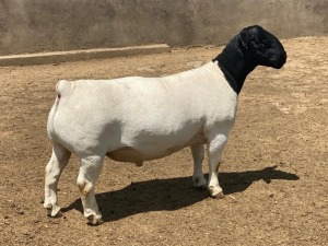 LOT 73 1X DORPER T5 RAM LEROY PHILLIPS