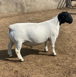 LOT 24 1X DORPER T5 RAM LEROY PHILLIPS