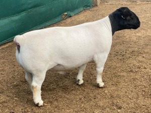 LOT 72 1X DORPER T5 RAM LEROY PHILLIPS