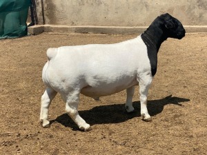 LOT 71 1X DORPER T5 RAM LEROY PHILLIPS