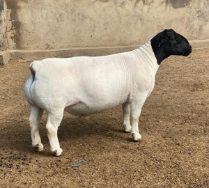 LOT 46 1X DORPER T5 RAM LEROY PHILLIPS