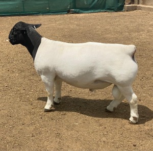 LOT 25 1X DORPER T5 RAM LEROY PHILLIPS