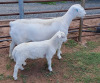 LOT 33 1+1X WHITE DORPER T5 EWE ASHLEY PHILLIPS - 2