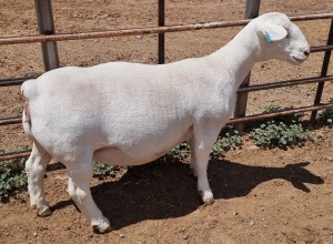 LOT 32 1X WHITE DORPER FLOCK PREGNANT EWE ASHLEY PHILLIPS