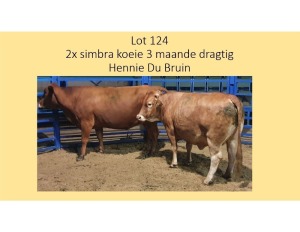 2X SIMBRA KOEI HENNIE DU BRUYN (PER STUK OM LOT TE NEEM/PER PIECE TO TAKE THE LOT)