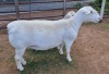 WITHDRAW - LOT 34 1+1X WHITE DORPER EWE ASHLEY PHILLIPS