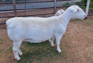 WITHDRAW - LOT 34 1+1X WHITE DORPER EWE ASHLEY PHILLIPS