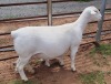 LOT 35 1+1X WHITE DORPER T5 EWE ASHLEY PHILLIPS