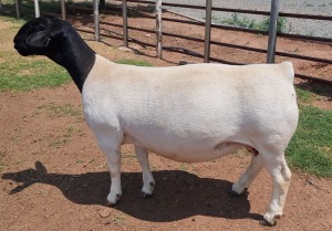 LOT 1 1+1X DORPER T5 EWE ML PHILLIPS