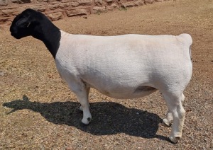 LOT 2 1X DORPER T5 EWE ML PHILLIPS