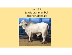 1X WIT BRAHMAN BUL EUGENE ODENDAAL