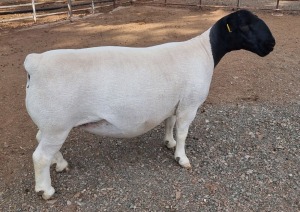 LOT 3 1X DORPER T5 EWE ML PHILLIPS