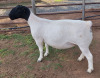 LOT 4 1X DORPER T5 EWE ML PHILLIPS