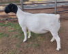 LOT 4 1X DORPER T5 EWE ML PHILLIPS - 2