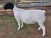 LOT 4 1X DORPER T5 EWE ML PHILLIPS - 3