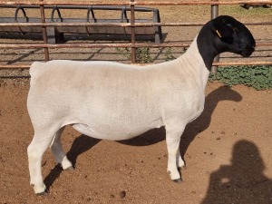 LOT 5 1X DORPER T5 PREGNANT EWE ML PHILLIPS