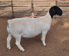 LOT 5 1X DORPER T5 PREGNANT EWE ML PHILLIPS - 2