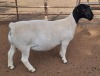 LOT 5 1X DORPER T5 PREGNANT EWE ML PHILLIPS - 3