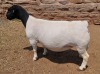 LOT 11 1X DORPER T5 PREGNANT EWE MICKEY PHILLIPS - 2