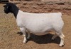 LOT 11 1X DORPER T5 PREGNANT EWE MICKEY PHILLIPS - 3