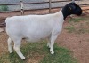 LOT 12 1X DORPER T5 PREGNANT EWE MICKEY PHILLIPS