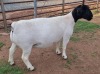 LOT 12 1X DORPER T5 PREGNANT EWE MICKEY PHILLIPS - 2