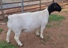 LOT 12 1X DORPER T5 PREGNANT EWE MICKEY PHILLIPS - 3