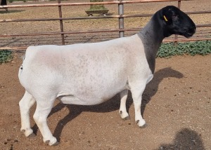 WITHDRAW - LOT 13 1X DORPER EWE MICKEY PHILLIPS