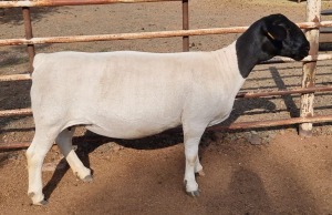 LOT 14 1X DORPER T5 PREGNANT EWE MICKEY PHILLIPS