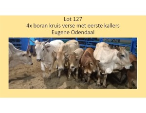 4+4X BORAN KRUIS VERSE EUGENE ODENDAAL (PER STUK OM LOT TE NEEM/PER PIECE TO TAKE THE LOT)