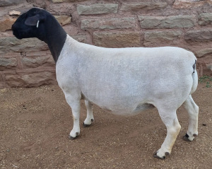 WITHDRAW - LOT 15 1X DORPER EWE MICKEY PHILLIPS