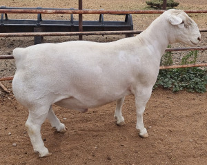 LOT 51 1X WHITE DORPER T5 RAM ASHLEY PHILLIPS