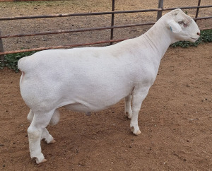 LOT 54 1X WHITE DORPER FLOCK RAM ASHLEY PHILLIPS