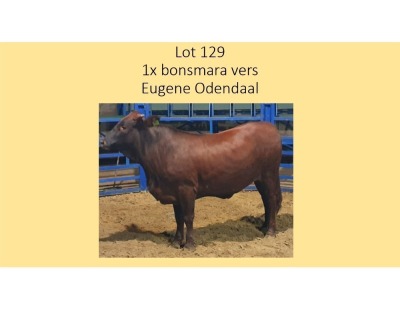 1X BONSMARA VERS EUGENE ODENDAAL