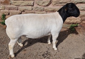 WITHDRAW - LOT 1 1X DORPER RAM ML PHILLIPS