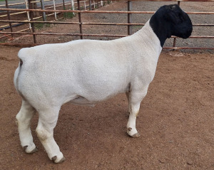 LOT 2 1X DORPER T5 RAM ML PHILLIPS