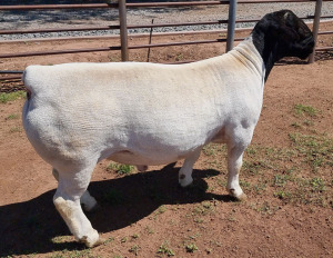 LOT 3 1X DORPER T5 RAM ML PHILLIPS