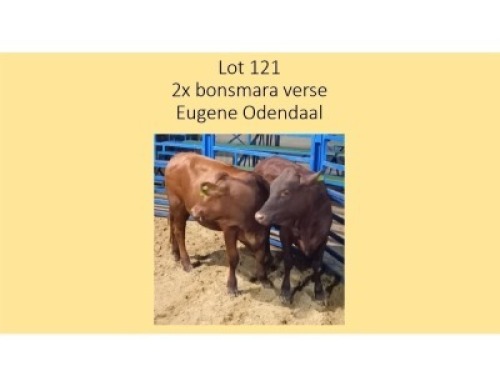 2X BONSMARA VERSE EUGENE ODENDAAL (PER STUK OM LOT TE NEEM/PER PIECE TO TAKE THE LOT)