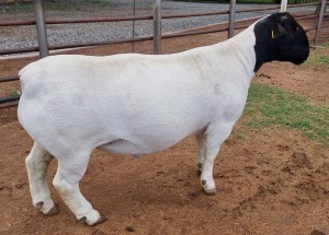 LOT 4 1X DORPER T5 RAM ML PHILLIPS