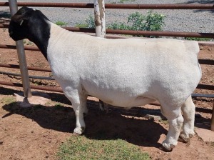 LOT 5 1X DORPER STUD RAM ML PHILLIPS