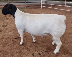 LOT 66 1X DORPER T5 RAM MICKEY PHILLIPS