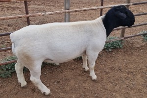 LOT 67 1X DORPER T5 RAM MICKEY PHILLIPS