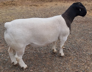 LOT 68 1X DORPER STUD RAM MICKEY PHILLIPS