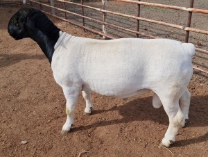 LOT 69 1X DORPER T5 RAM MICKEY PHILLIPS