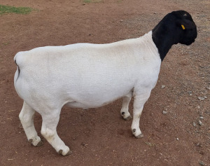 LOT 70 1X DORPER T5 RAM MICKEY PHILLIPS