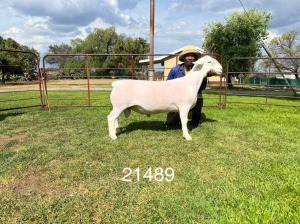 LOT 78 1X WHITE DORPER STUD RAM HARDUS KORB WITDORPERS