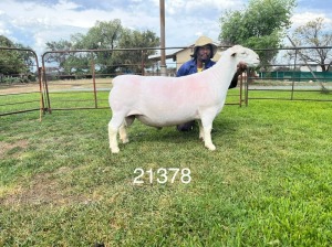 LOT 79 1X WHITE DORPER STUD RAM HARDUS KORB WITDORPERS