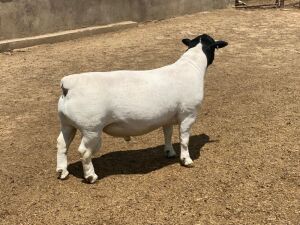 LOT 82 1X DORPER T5 RAM LEROY PHILLIPS